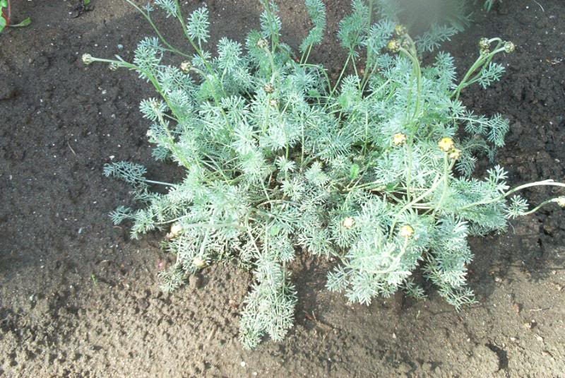 500 ROMAN CHAMOMILE Chamaemelum Nobile Herb Flower Seeds
