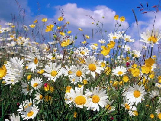 500 ROMAN CHAMOMILE Chamaemelum Nobile Herb Flower Seeds