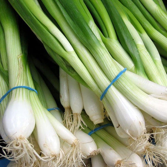 500 SOUTHPORT White Globe BUNCHING ONION Allium Cepa Vegetable Seeds