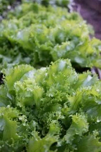 3000 GREEN CURLED ENDIVE (Salad Endive / Moss Curled Endive / Escarole) Cichorium Endivia Vegetable Seeds