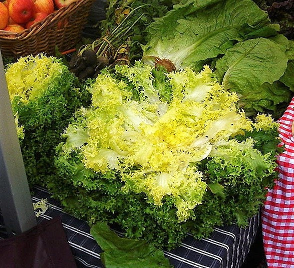 3000 GREEN CURLED ENDIVE (Salad Endive / Moss Curled Endive / Escarole) Cichorium Endivia Vegetable Seeds