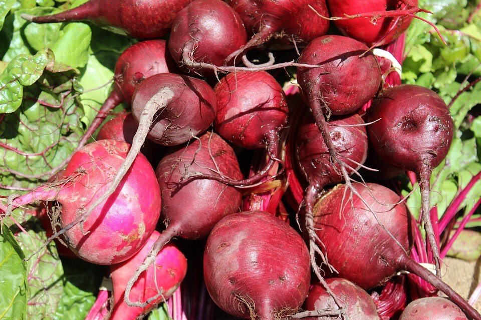 250 EARLY WONDER BEET Beta Vulgaris Vegetable Seeds