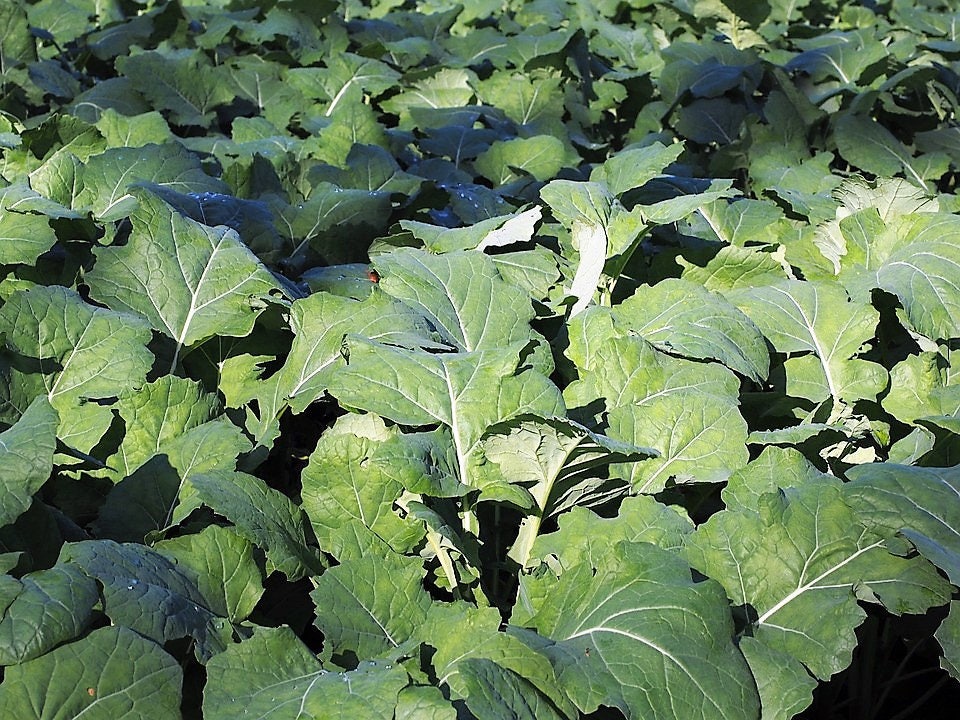 1000 Dwarf ESSEX RAPE KALE Brassica Napus Vegetable Seeds