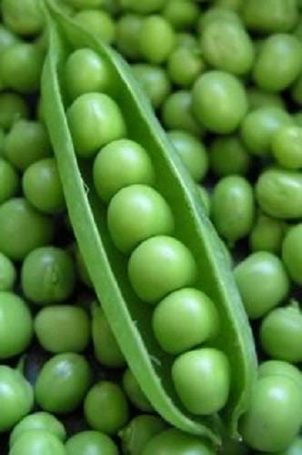 50 Super SUGAR SNAP PEA Pisum Sativum Macrocarpon Vegetable Seeds