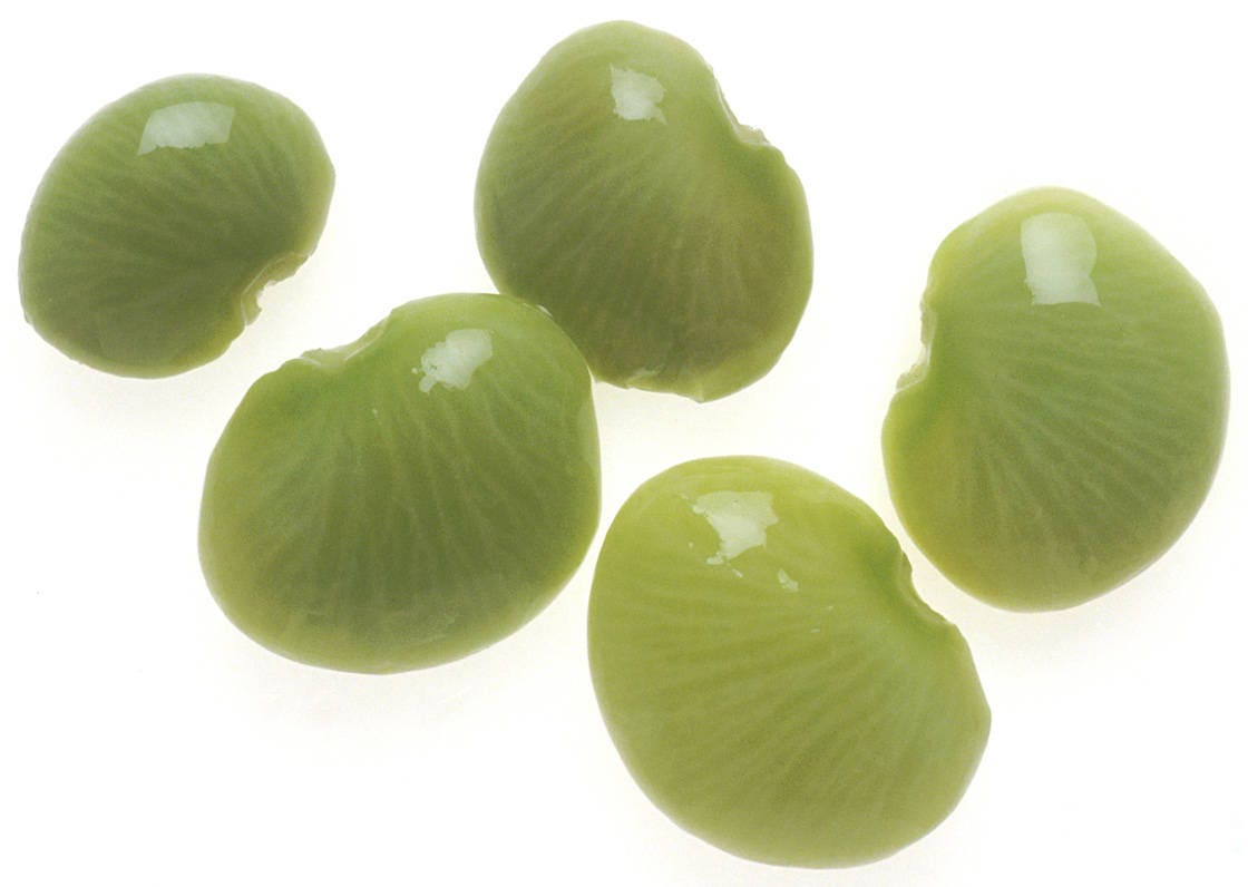 50 BABY LIMA BEAN Phaseolus Lunatus Vegetable Seeds