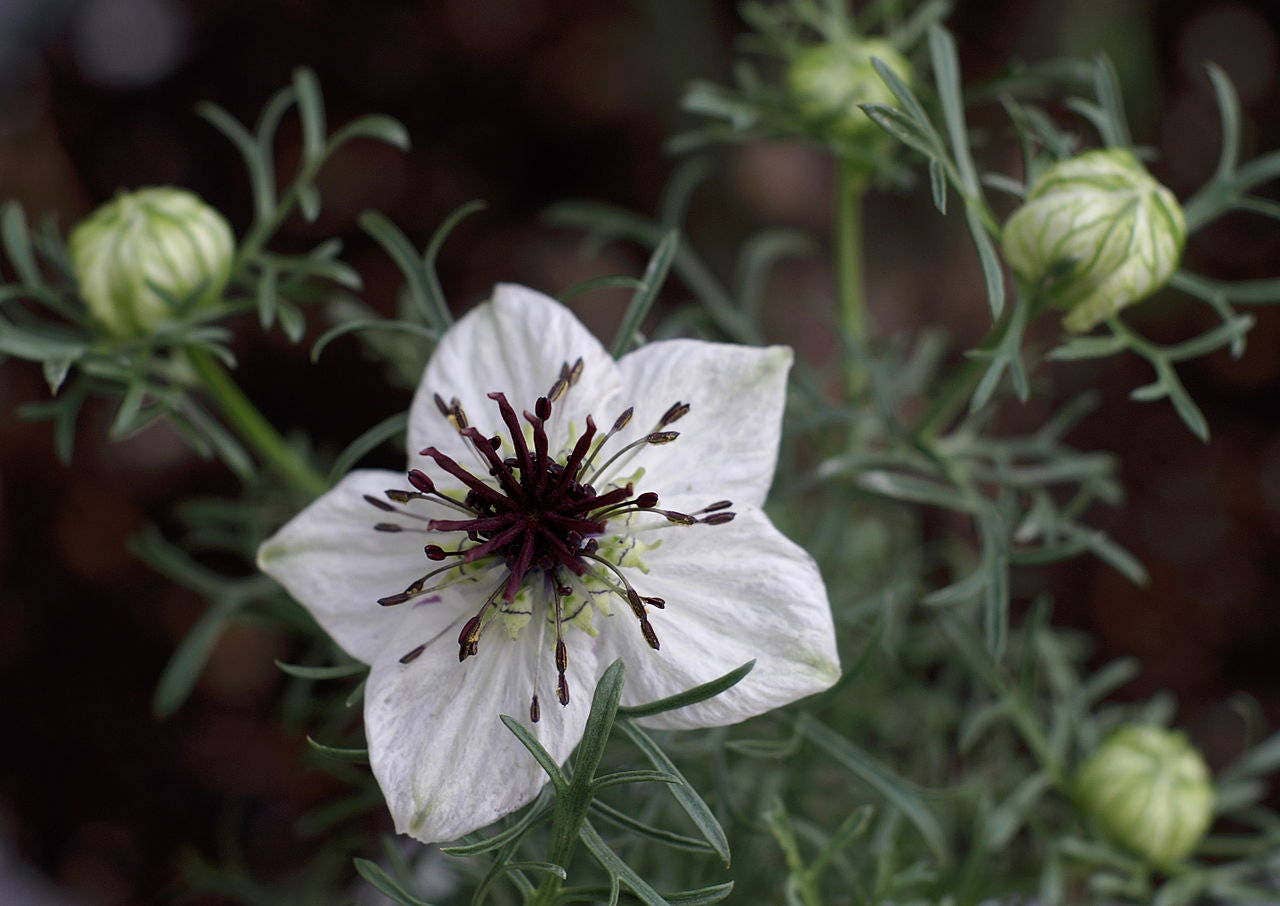 150 NIGELLA Sativa BLACK CUMIN Spice Black Caraway Fennel Flower Herb Seeds