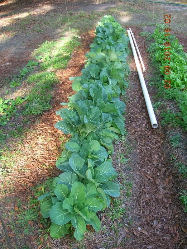 1500 MORRIS HEADING COLLARDS Collard Green Brassica Oleracea Vegetable Seeds