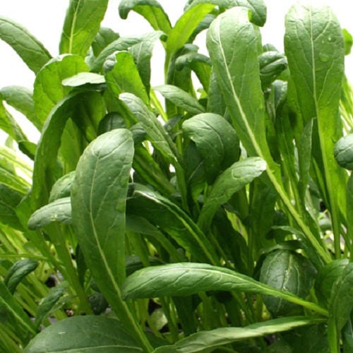 500 MIBUNA CABBAGE Mibu Greens Japanese Brassica Rapa Japonica Vegetable Seeds