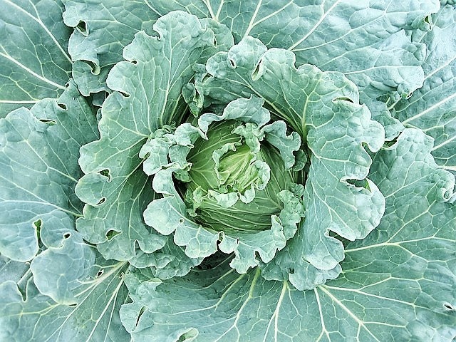 500 COPENHAGEN MARKET Early CABBAGE Heirloom Brassica Oleracea Vegetable Seeds