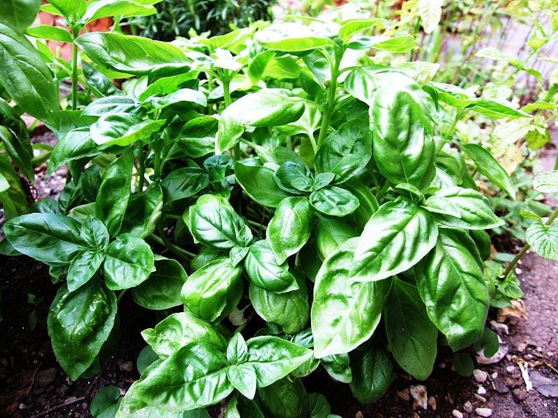 200 MOZZARELLA BASIL Sweet Italian Heirloom Ocimum Basilicum Herb Flower Seeds