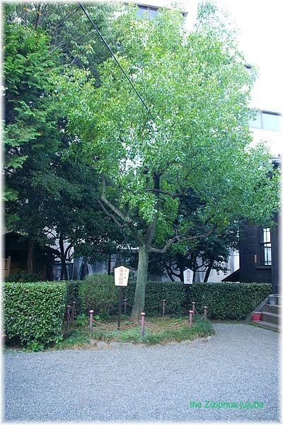 20 RED Chinese DATE TREE Edible Fruit Jujube Ziziphus Jujuba Yellow Flower Seeds