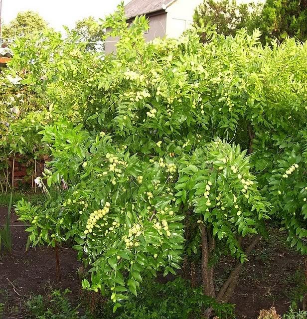 20 RED Chinese DATE TREE Edible Fruit Jujube Ziziphus Jujuba Yellow Flower Seeds