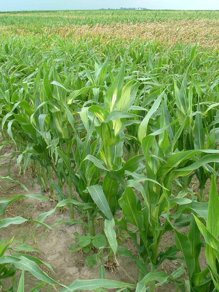 150 LADY FINGERS POPCORN Corn Zea Mays White Yellow Vegetable Seeds