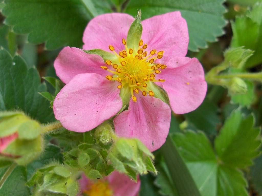 100 VESCA BARON STRAWBERRY Solemacher Berry Fragari Fruit Seeds