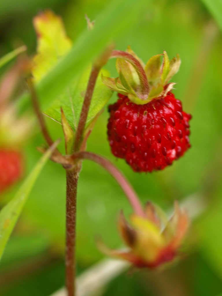 100 VESCA BARON STRAWBERRY Solemacher Berry Fragari Fruit Seeds