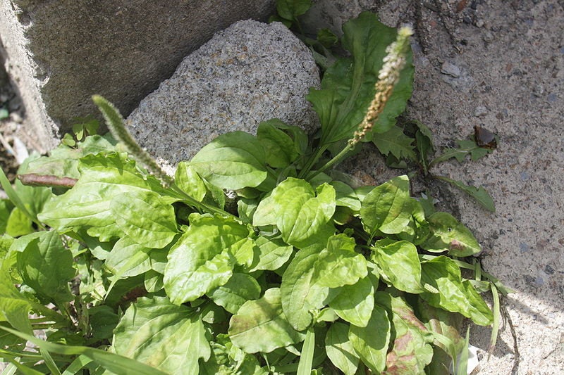 1000 CHINESE PLANTAIN Plantago Asiatica Herb Flower Seeds