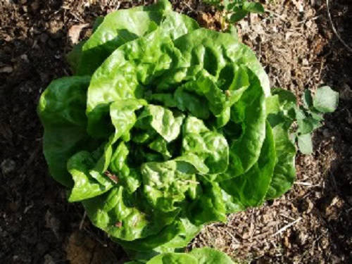 3000 BUTTERCRUNCH LEAF LETTUCE Lactuca Sativa Vegetable Seeds