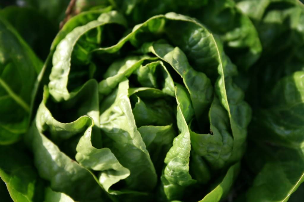 3000 BUTTERCRUNCH LEAF LETTUCE Lactuca Sativa Vegetable Seeds