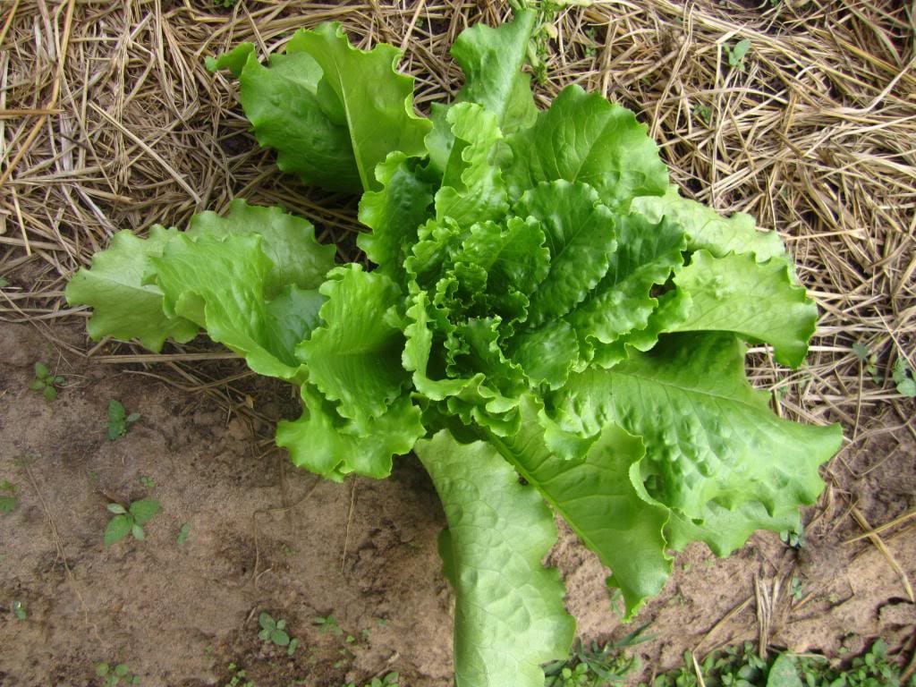 3000 BUTTERCRUNCH LEAF LETTUCE Lactuca Sativa Vegetable Seeds