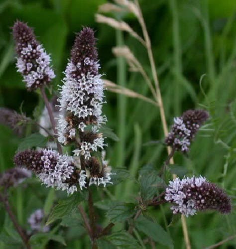 250 PEPPERMINT MINT Mentha Piperita Herb Flower Seeds