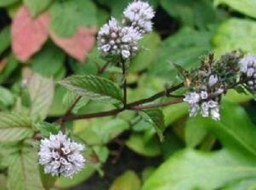 250 PEPPERMINT MINT Mentha Piperita Herb Flower Seeds