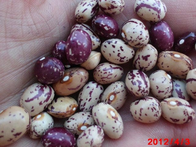 50 CRANBERRY BEAN French Horticulture Borlotti Roman Phaseolus Vegetable Seeds