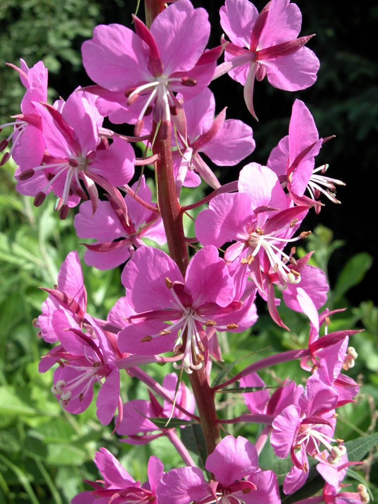 300 FIREWEED / ROSEBAY (Great Willowherb) Epilobium Angustifolium Flower Seeds