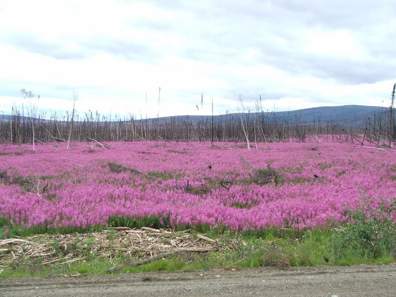 300 FIREWEED / ROSEBAY (Great Willowherb) Epilobium Angustifolium Flower Seeds