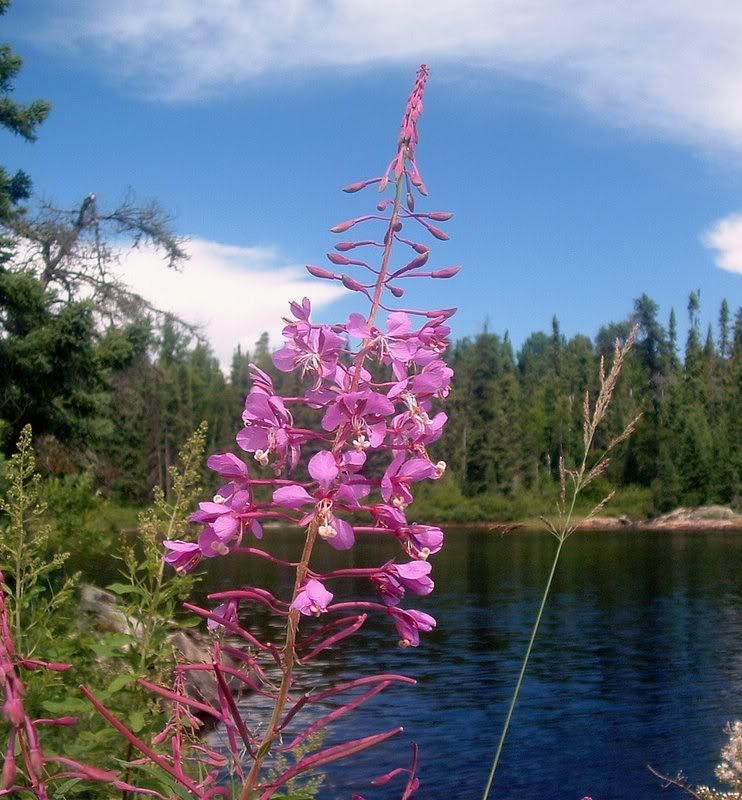 300 FIREWEED / ROSEBAY (Great Willowherb) Epilobium Angustifolium Flower Seeds