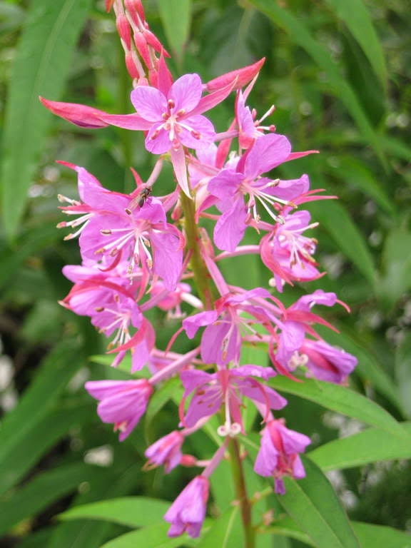 300 FIREWEED / ROSEBAY (Great Willowherb) Epilobium Angustifolium Flower Seeds