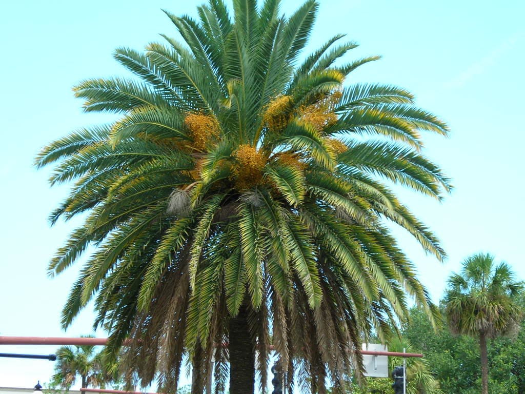 10 CANARY ISLAND Date PALM Phoenix Canariensis Tree Seeds