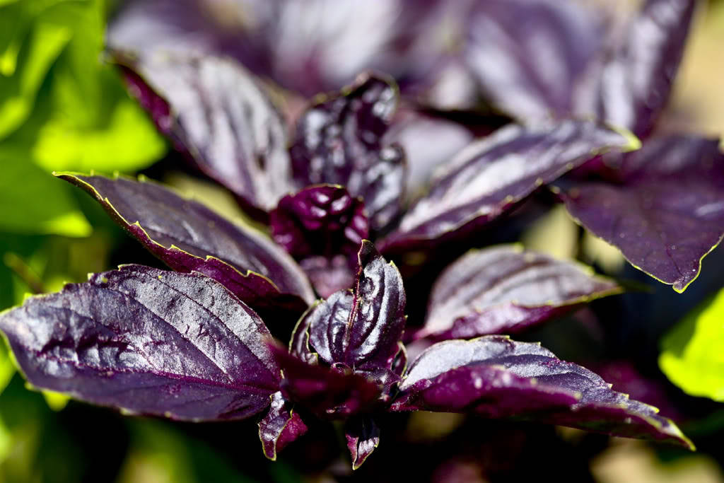 500 DARK OPAL BASIL (Purple Ruffles) Ocimum Basilicum Herb Flower Seeds