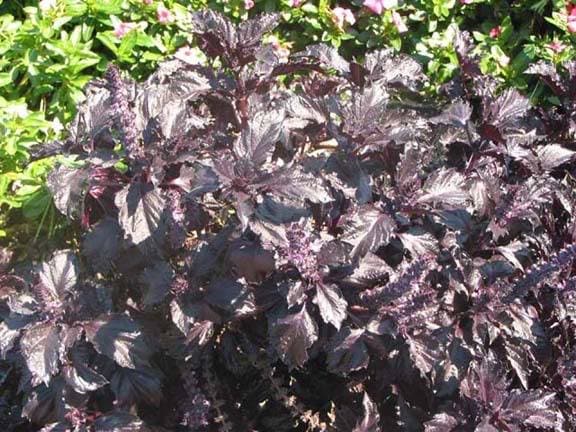 500 DARK OPAL BASIL (Purple Ruffles) Ocimum Basilicum Herb Flower Seeds