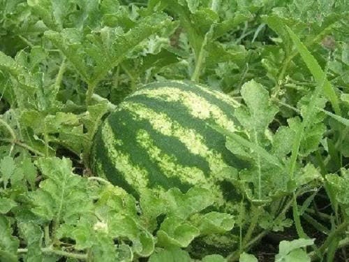 100 CRIMSON SWEET WATERMELON Citrullus lanatus Fruit Melon Seeds