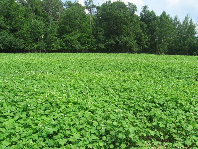 200 BUCKWHEAT Fagopyrum Esculentum Grain Cover Crop Ground Cover Flower Vegetable Seeds