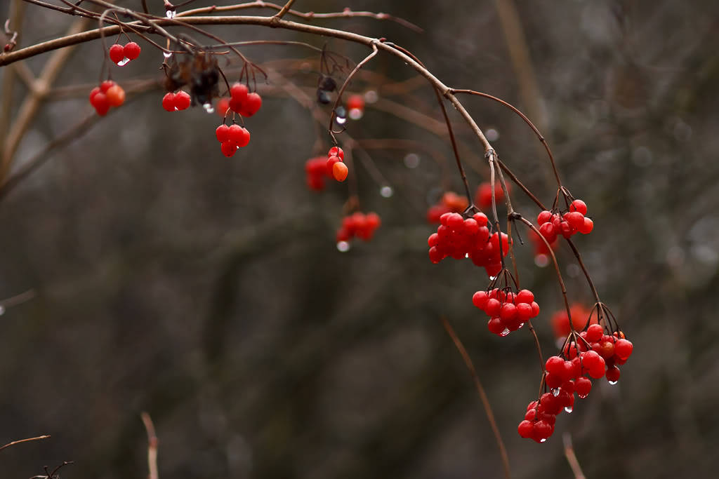 100 Perennial CRANBERRY American Vaccinium Macrocarpon Red Fruit Bush Seeds