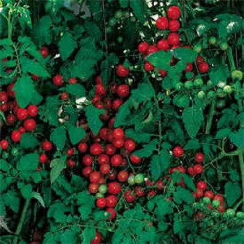 300 SMALL Red CHERRY TOMATO Lycopersicon Lycopersicum Fruit Vegetable Seeds