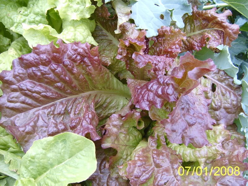 3000 CIMMARON Red ROMAINE LETTUCE Lactuca Sativa Vegetable Seeds