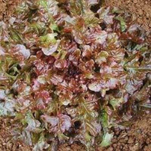 3000 CIMMARON Red ROMAINE LETTUCE Lactuca Sativa Vegetable Seeds