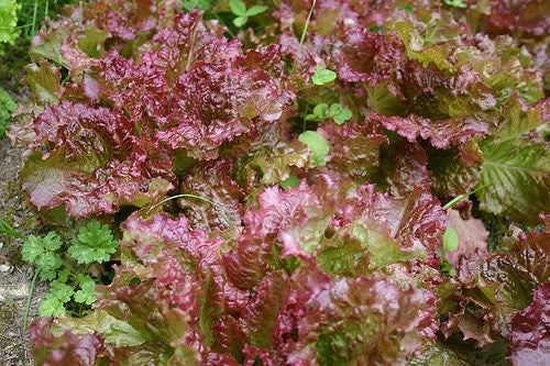 3000 CIMMARON Red ROMAINE LETTUCE Lactuca Sativa Vegetable Seeds