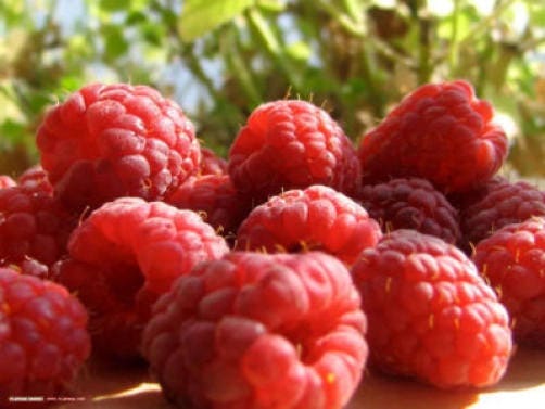 100 RED RASPBERRY Rubus Idaeus Fruit Bush Vine Seeds