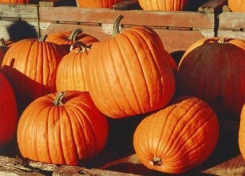 50 JACK O LANTERN PUMPKIN Cucurbita Maxima Vegetable Seeds