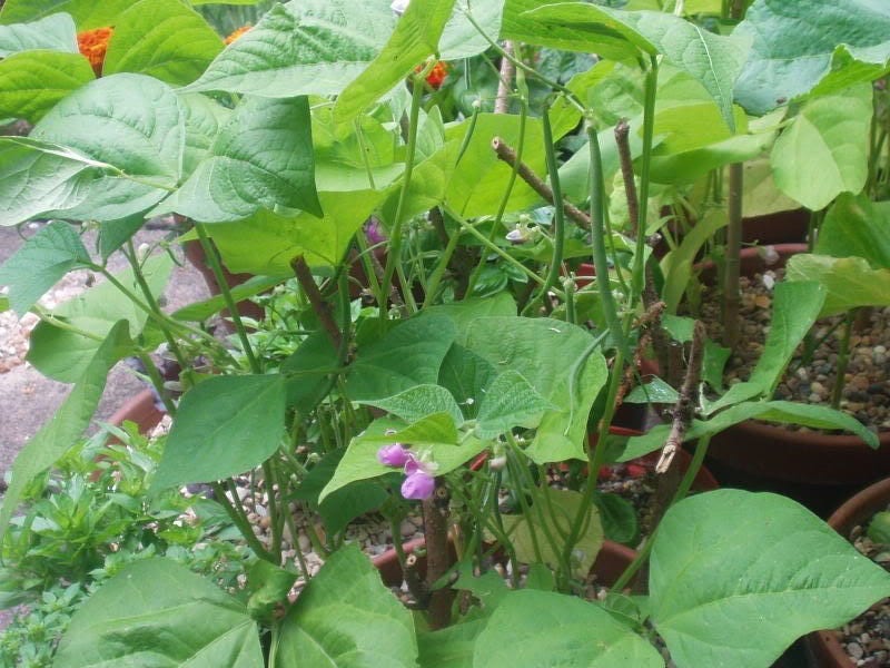 50 FRENCH Blue Lake POLE BEAN Phaseolus Vulgaris Vegetable Seeds