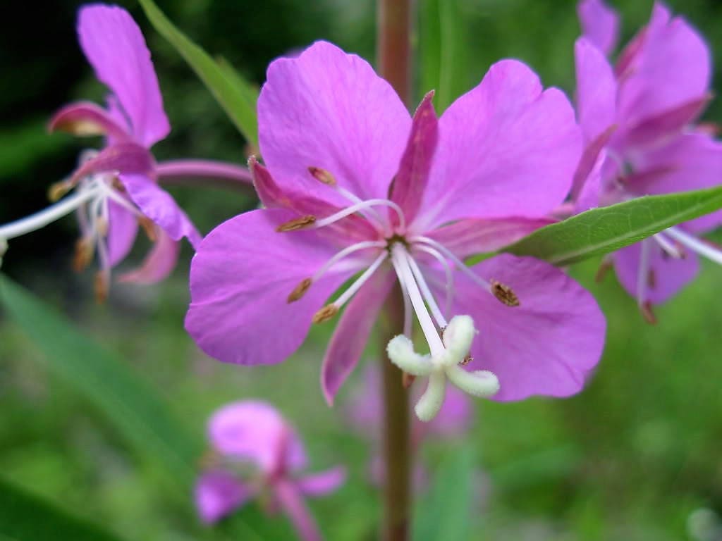 300 FIREWEED / ROSEBAY (Great Willowherb) Epilobium Angustifolium Flower Seeds