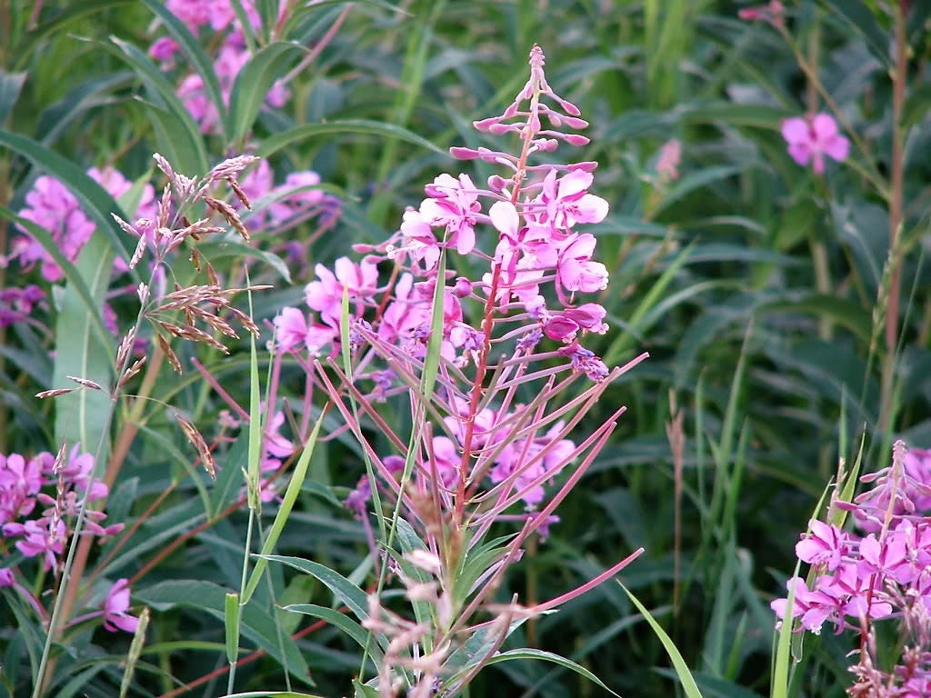 300 FIREWEED / ROSEBAY (Great Willowherb) Epilobium Angustifolium Flower Seeds