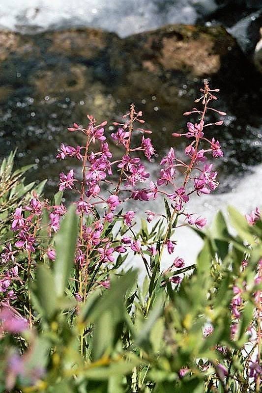 300 FIREWEED / ROSEBAY (Great Willowherb) Epilobium Angustifolium Flower Seeds