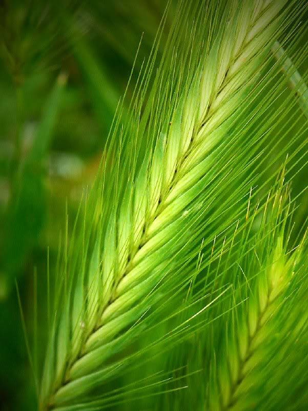 100 Common BARLEY Hordeum Vulgare Grain Grass Cover Crop Beer Seeds