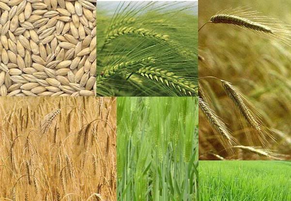 100 Common BARLEY Hordeum Vulgare Grain Grass Cover Crop Beer Seeds