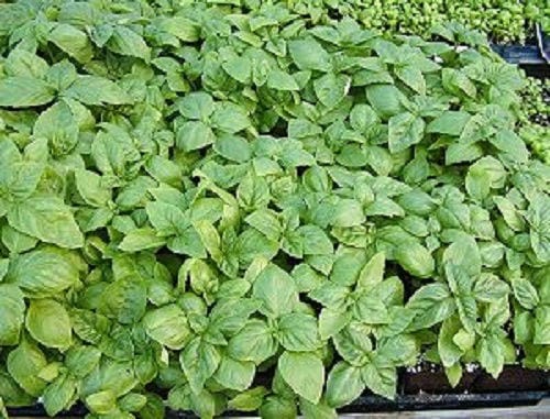 1000 Italian LARGE LEAF BASIL Ocimum Basilicum Herb Flower Seeds