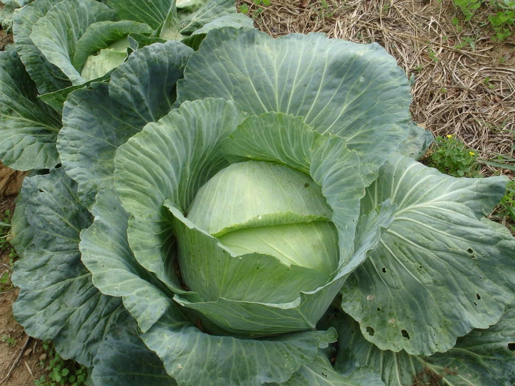 500 FLAT DUTCH Late CABBAGE Brassica Oleracea Capitata Vegetable Seeds